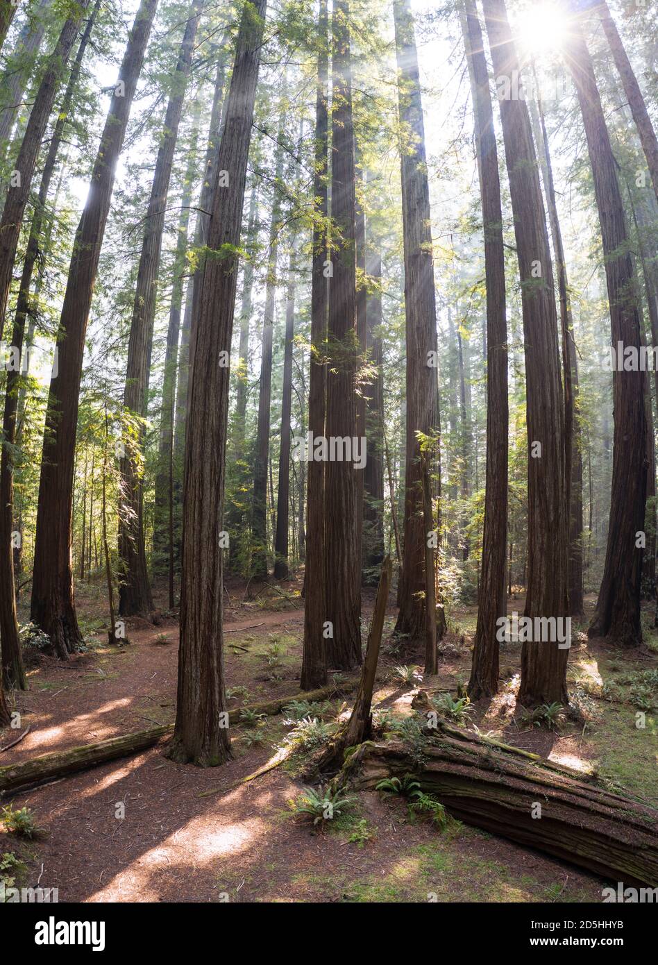 An imposing, old-growth Redwood forest grows in Humboldt, California. Redwood trees, Sequoia sempervirens, are the tallest and most massive tree speci Stock Photo