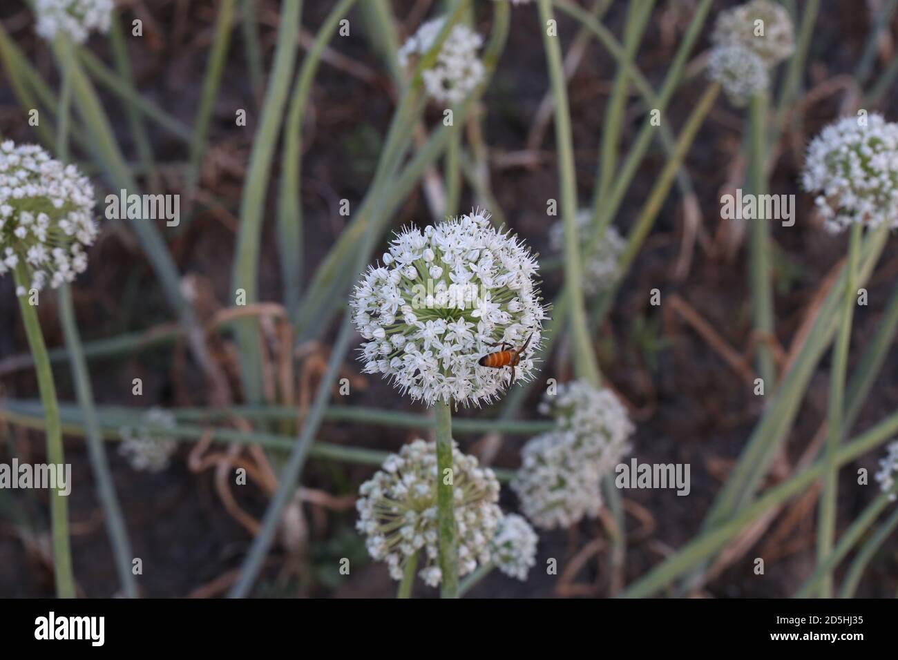 Onion Seed Cultivation and Production Practices Stock Photo Alamy