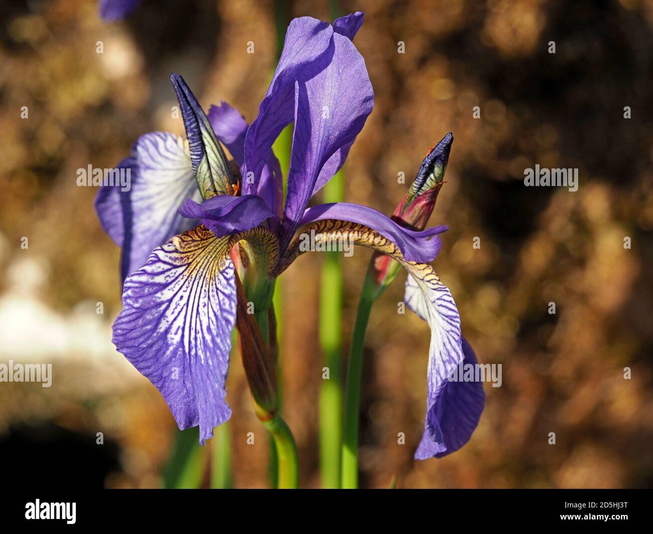 patterned purple blue & yellow gold flower of Bearded Iris (Iris Germanica) growing in a garden in  Cumbria, England, UK Stock Photo