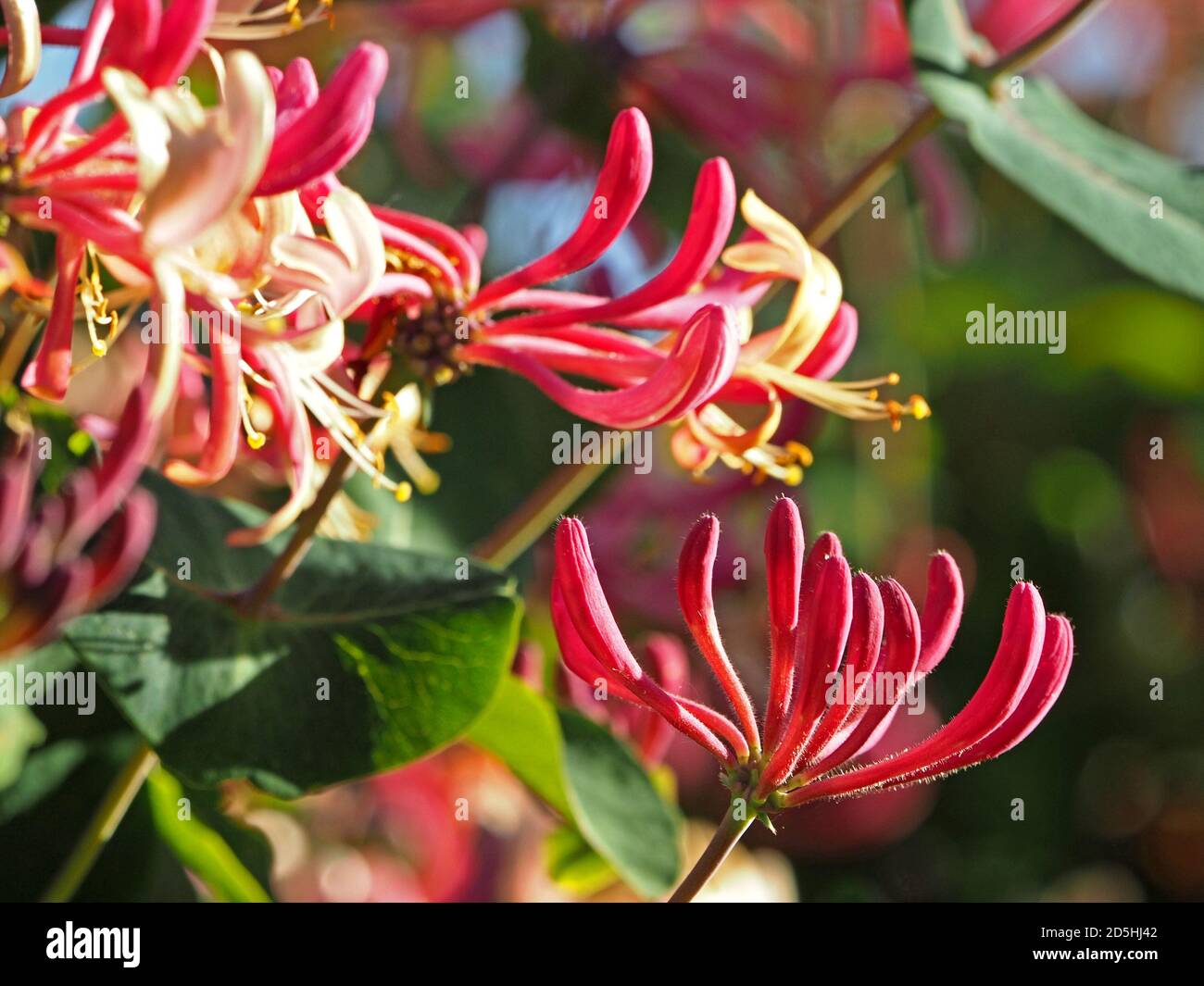 vibrant pink yellow & cream flowers and buds of Common or European Honeysuckle (Lonicera periclymenum) growing wild from a garden Cumbria, England, UK Stock Photo