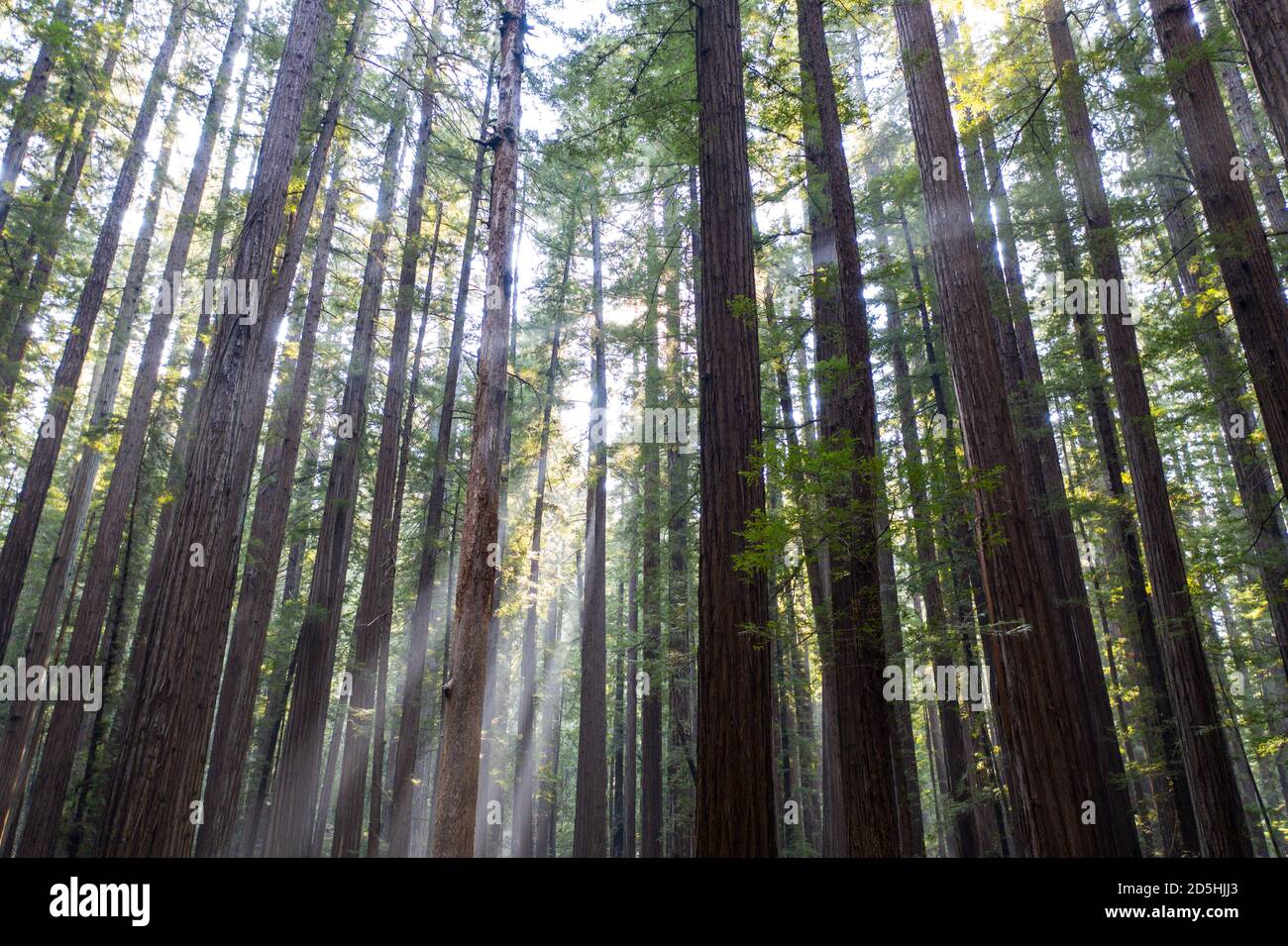 An imposing, oldgrowth Redwood forest grows in Humboldt, California