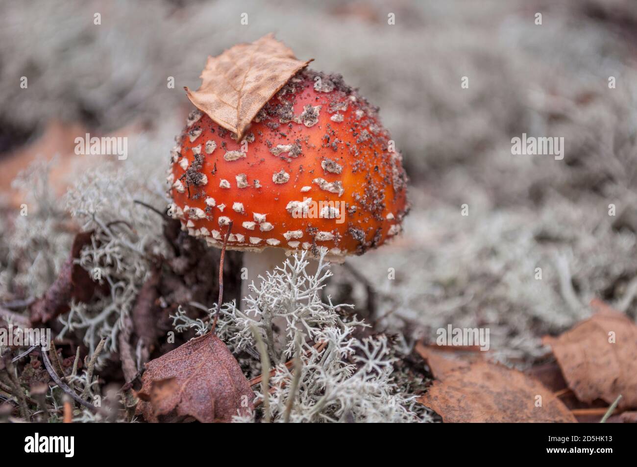 Fly agaric or Amanita muscaria with dry birch leaf on grey moss.  A poisonous red white-spotted  inedible mushroom in its natural habitat. Stock Photo