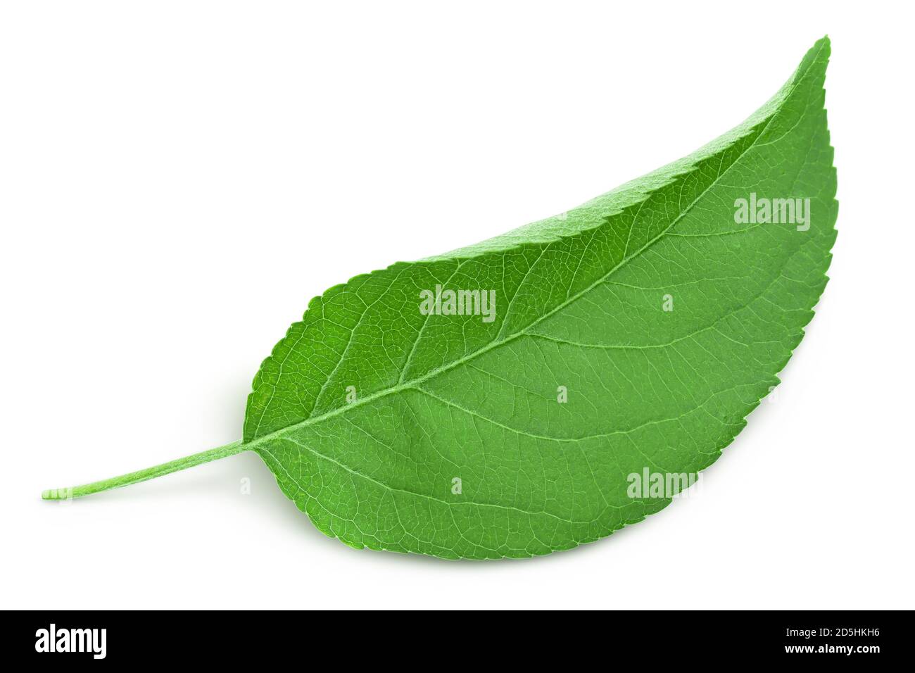 Apple leaf isolated on white background with clipping path Stock Photo ...