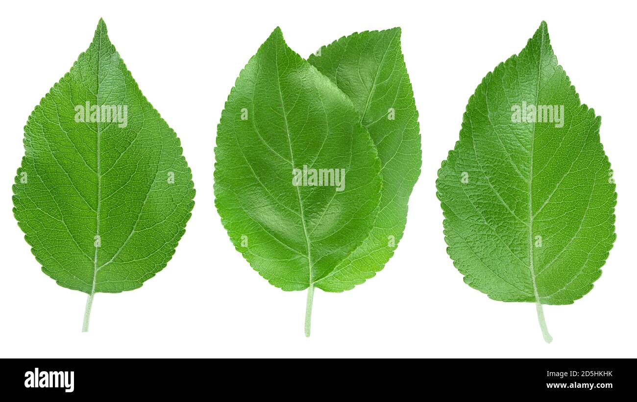 Apple leaf isolated on white background with clipping path Stock Photo ...