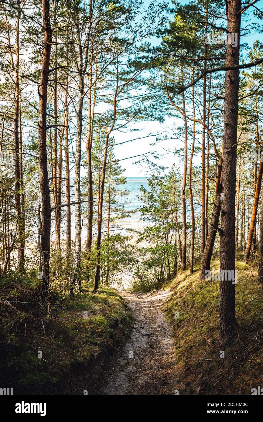 Vertical shot of high trees in the forest Stock Photo - Alamy