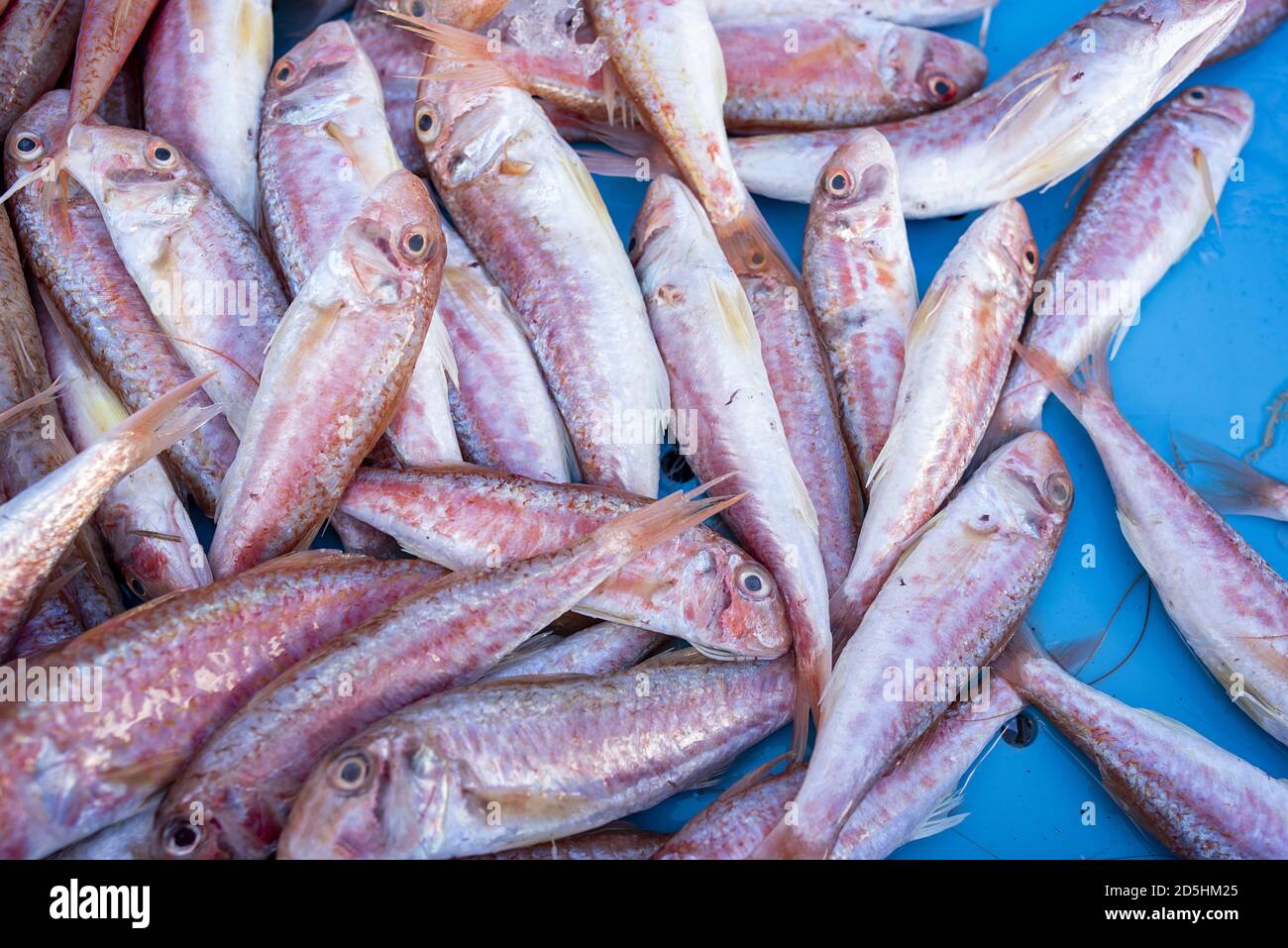 Top view of raw Mullus fish in a container under the lights Stock Photo ...