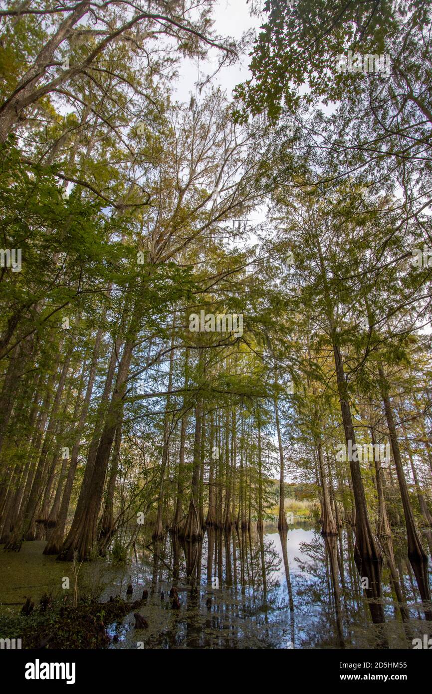 Large stately Cypress trees in a swamp Stock Photo