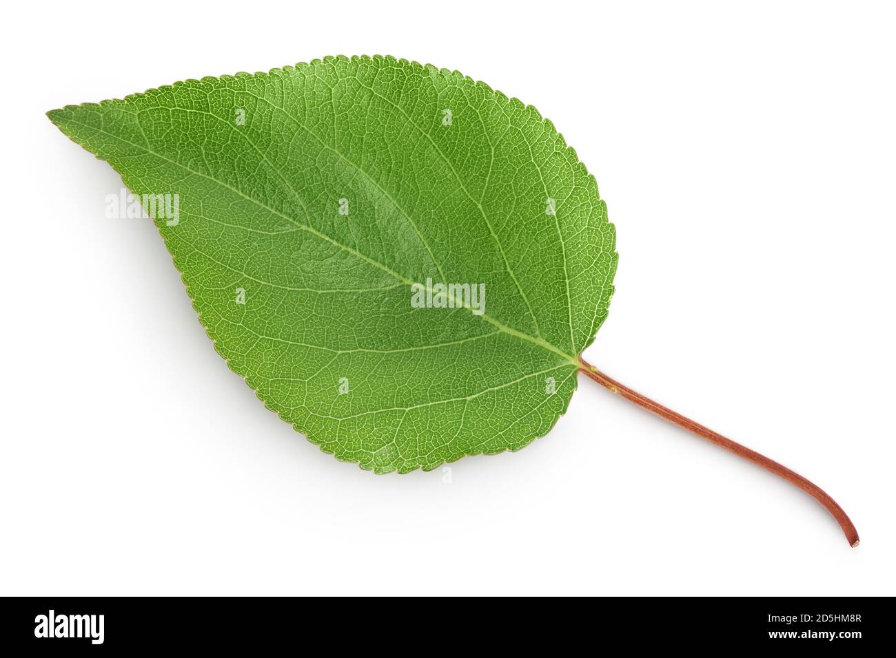 apricot leaf isolated on a white background with clipping path and full ...
