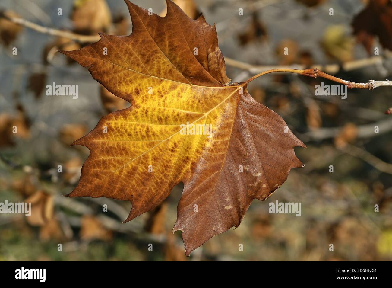España, Hiszpania, Spain, Spanien; Platanus × hispanica; 英桐; Withered yellowed autumn leaf close up. Verwelktes vergilbtes Herbstblatt nah oben. 泛黃的葉子 Stock Photo