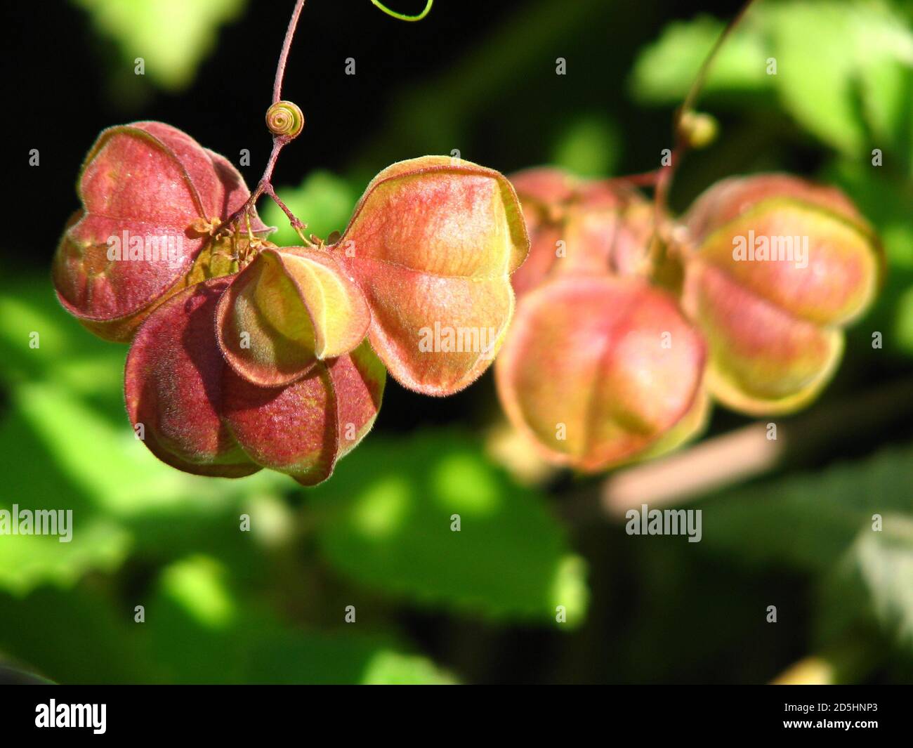 Balloon Plant Seeds High Resolution Stock Photography And Images Alamy