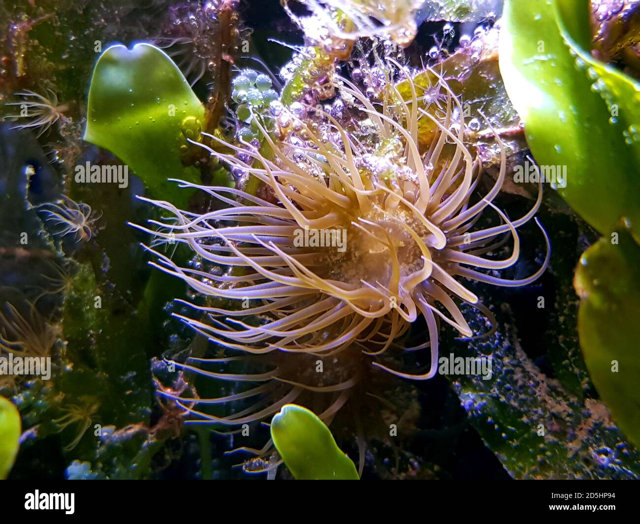 Aiptasia - small anemone and one of the common pests in saltwater reef aquariums Stock Photo