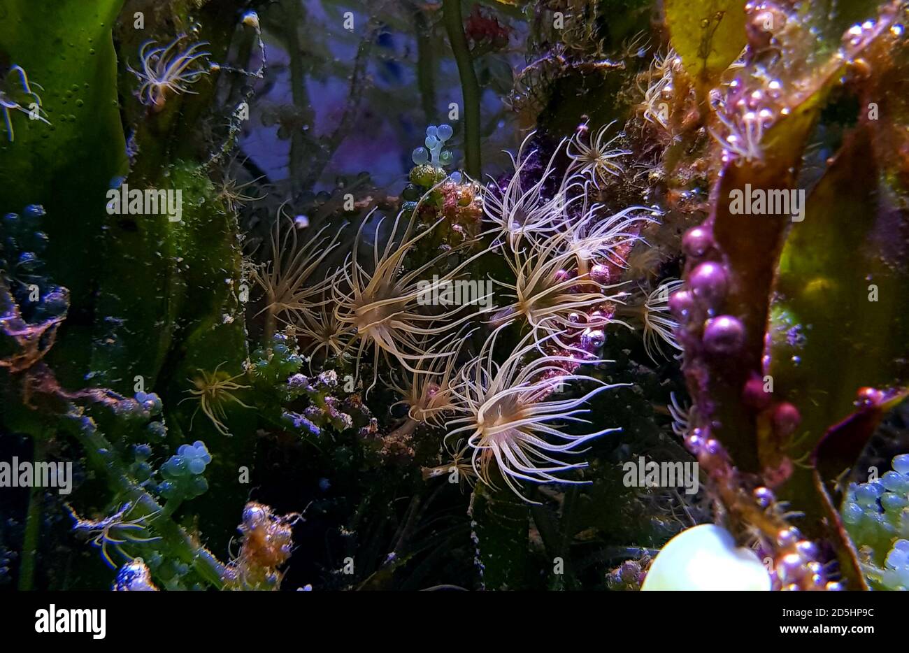 Aiptasia - small anemone and one of the common pests in saltwater reef aquariums Stock Photo