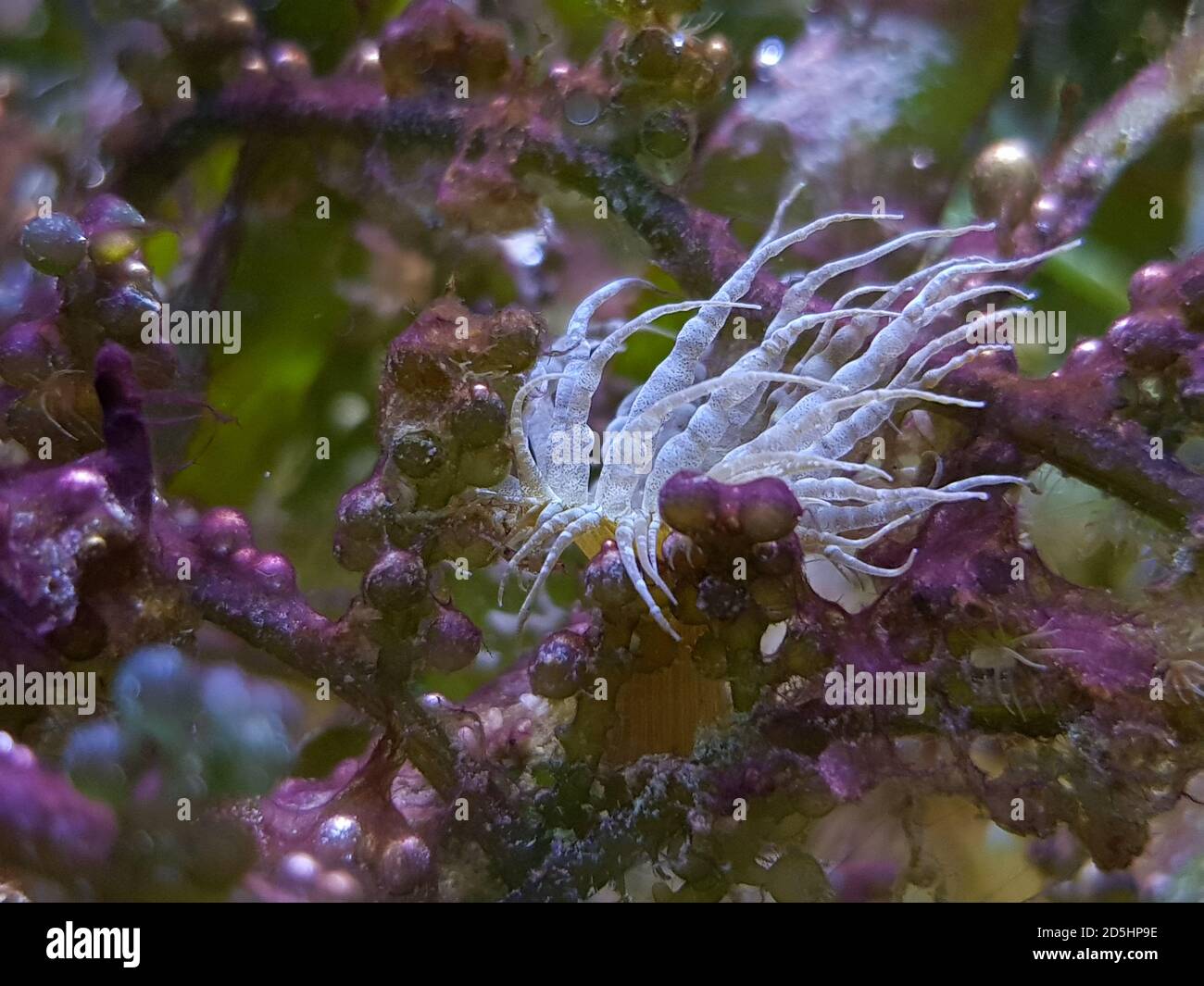 Aiptasia - small anemone and one of the common pests in saltwater reef aquariums Stock Photo