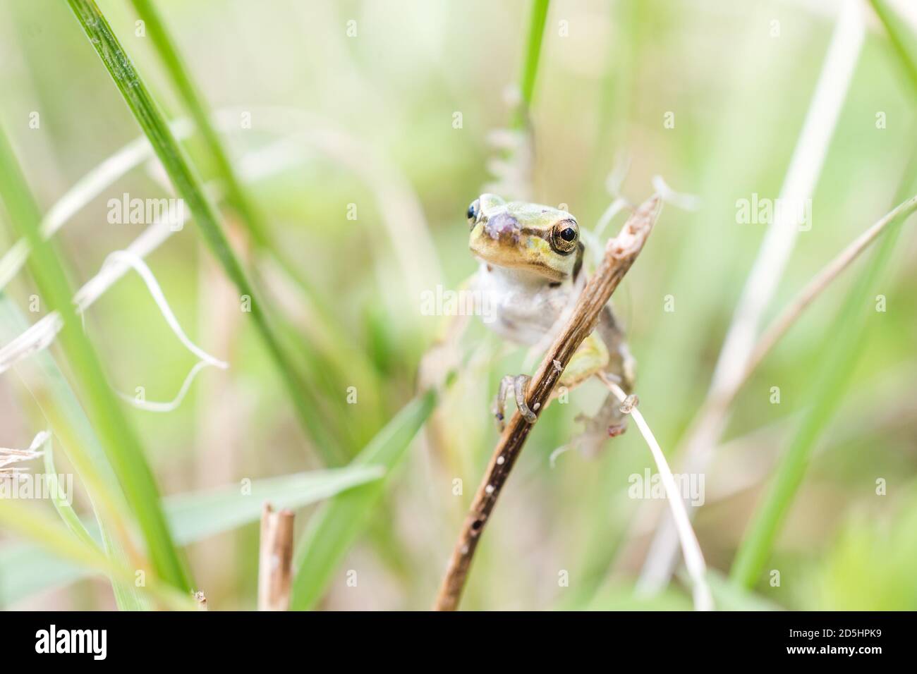 Closeup shot of a small frog on grass Stock Photo - Alamy