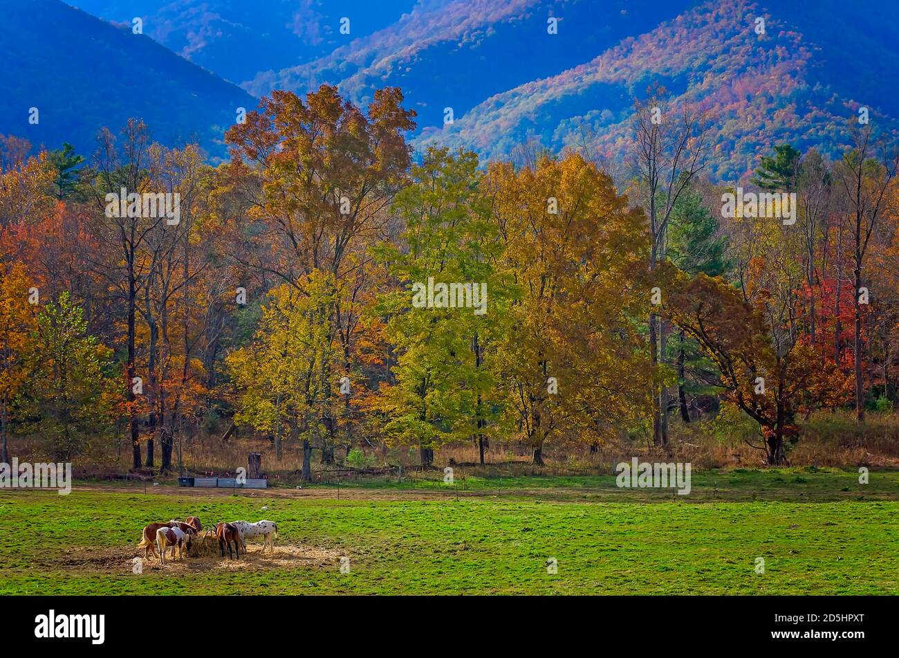 Horses eat hay in Cades Cove at Great Smoky Mountains National Park in Tennessee. Stock Photo