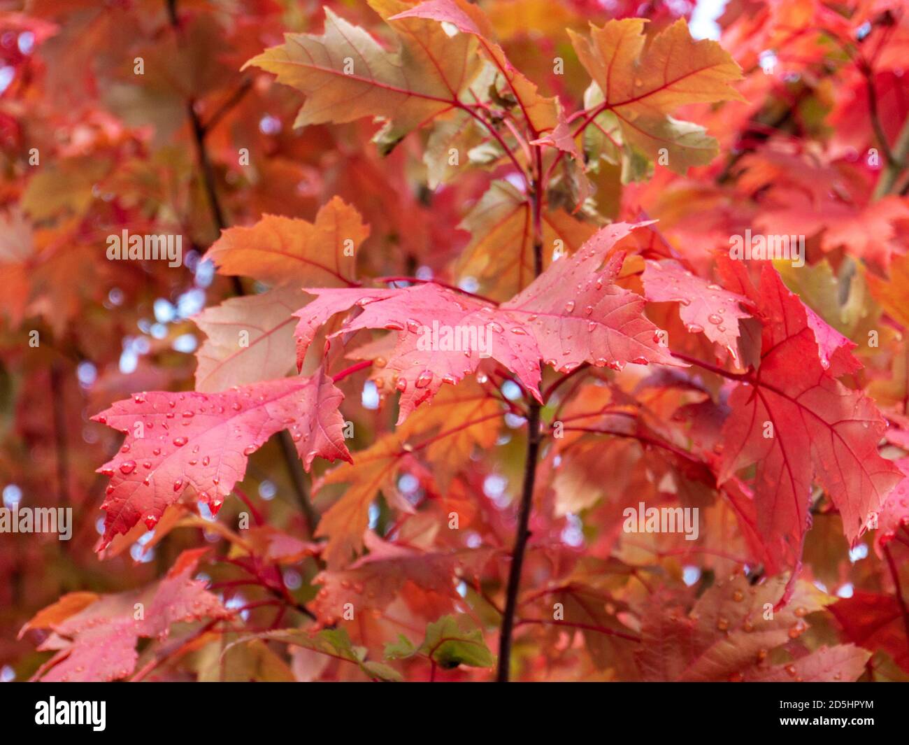 Red maple branch. Autumn colored leaves with rain drops. Fall season. Stock Photo
