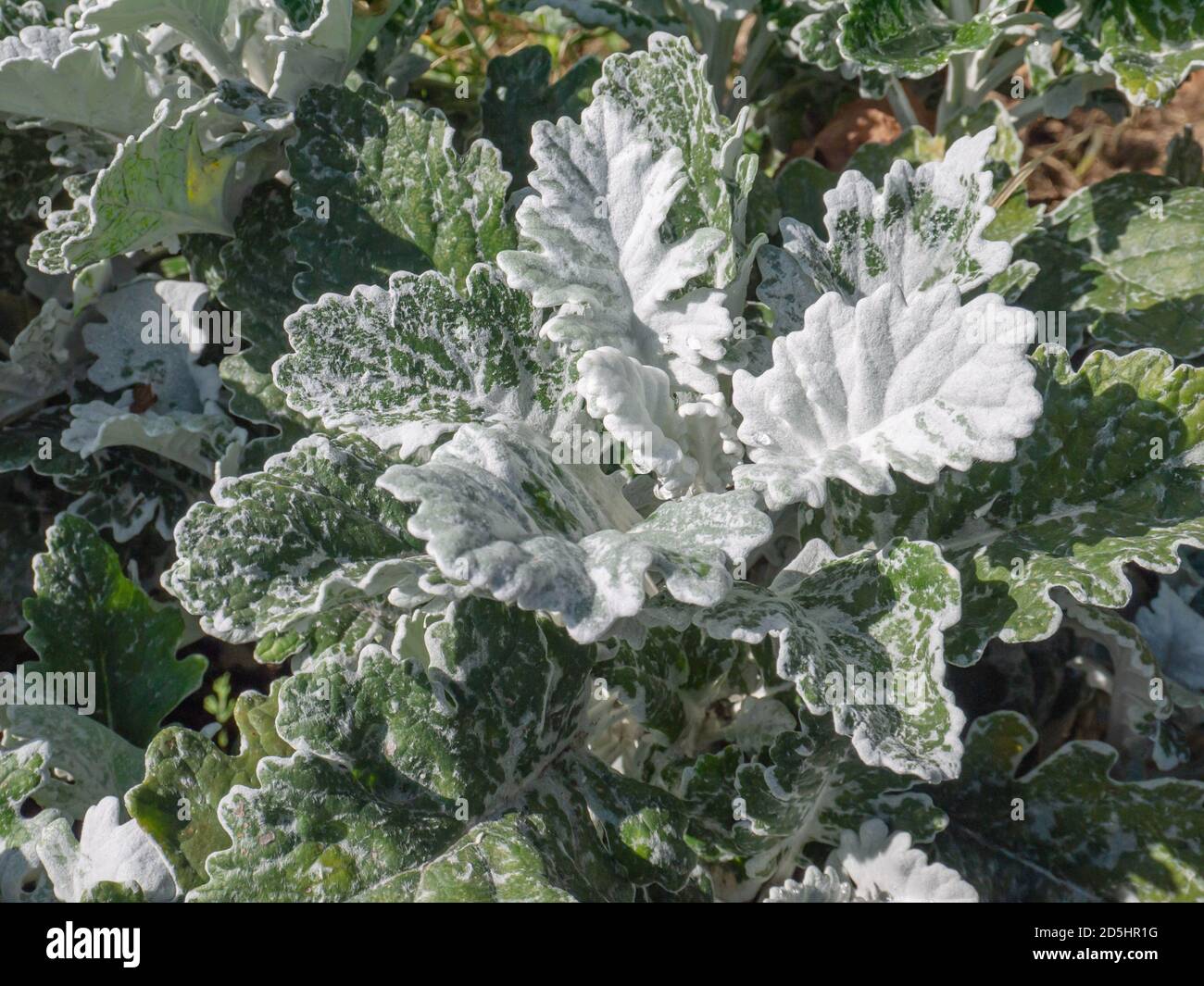 Silver ragwort plant. Senecio cineraria or Jacobaea maritima. Stock Photo
