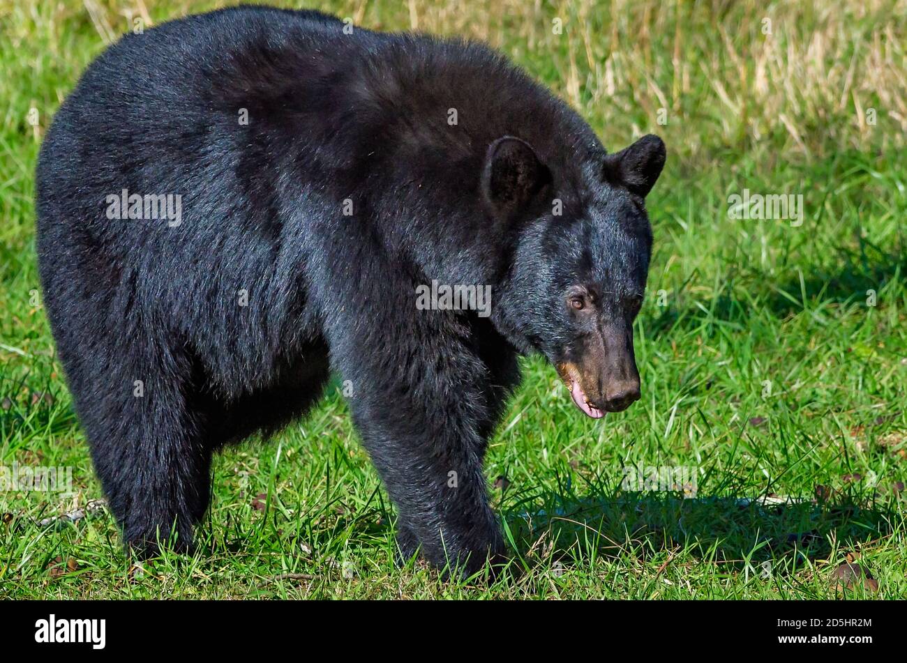 A female black bear stands in Cades Cove at Great Smoky Mountains National Park in Tennessee. Stock Photo