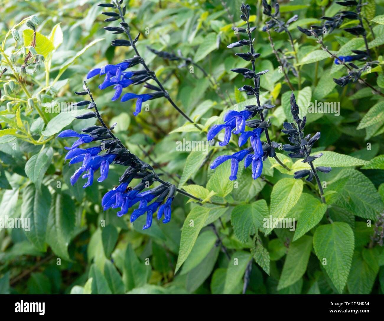 Anise-scented or hummingbird sage plants with bright blue flowers. Salvia guaranitica. Stock Photo