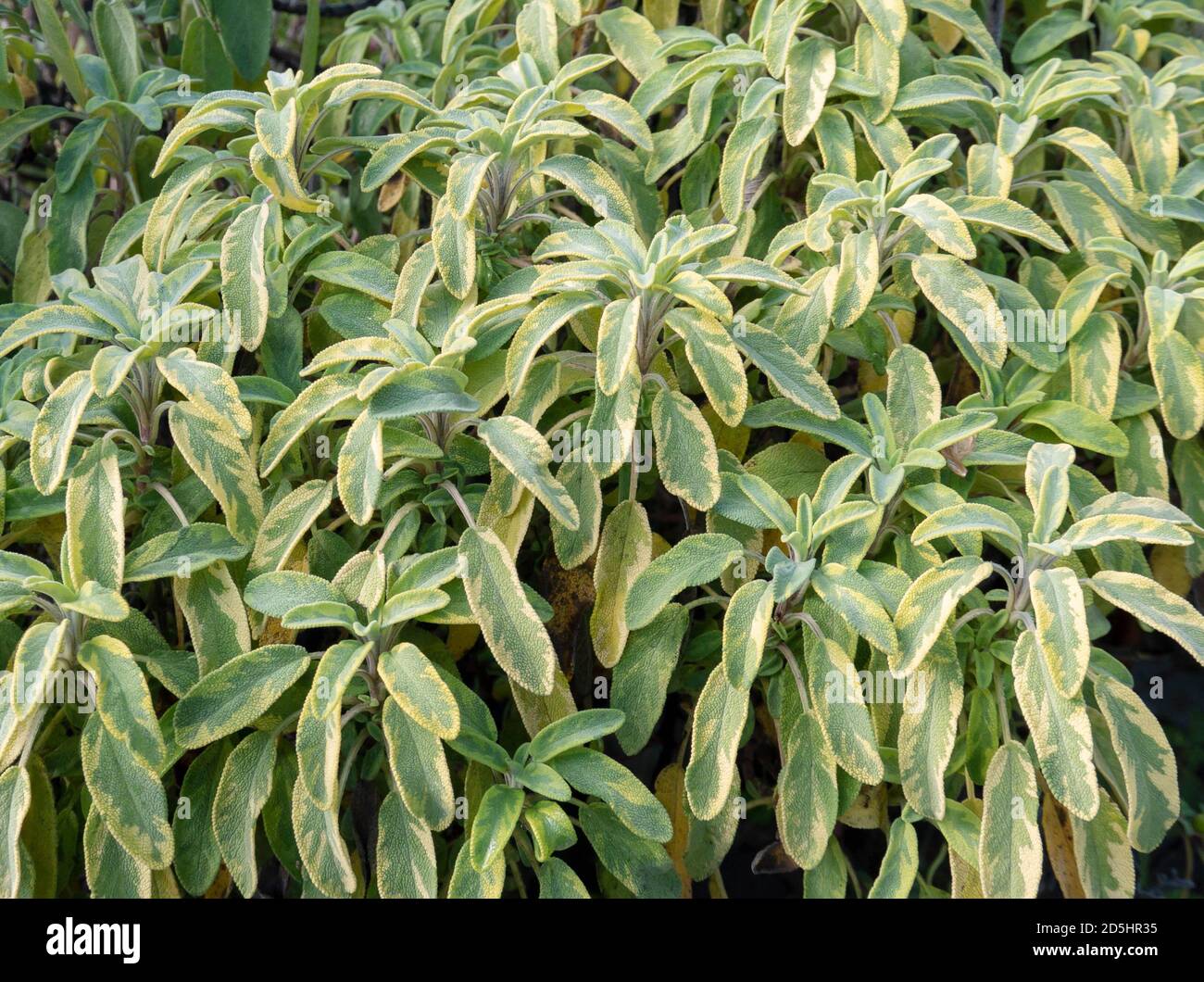 Sage cultivar with yellow-green variegated leaves. Salvia officinalis. Stock Photo