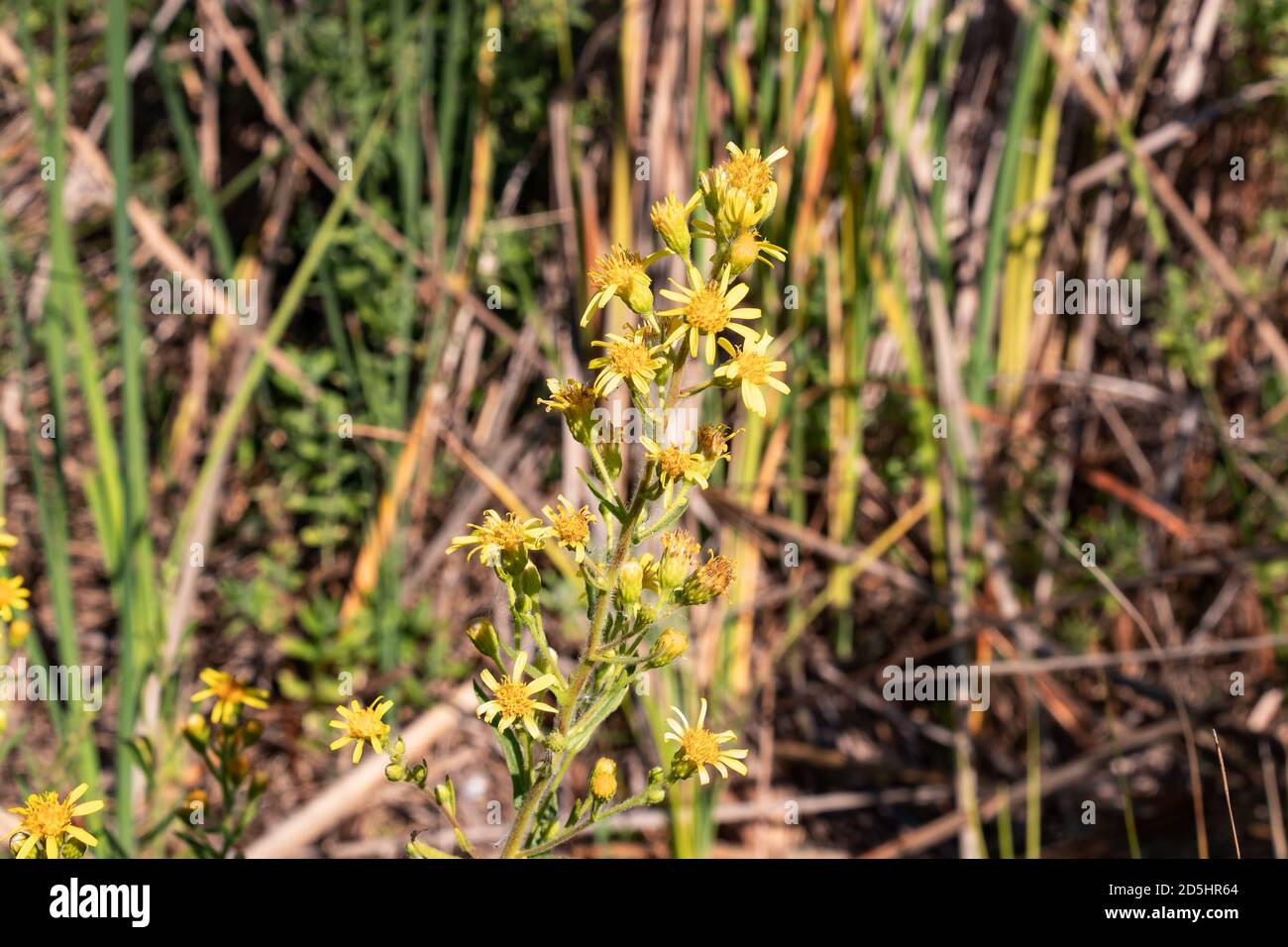 Dittrichia viscosa, also known as false yellowhead, woody fleabane, sticky fleabane, Sticky aster and yellow fleabane, is a flowering plant in the dai Stock Photo