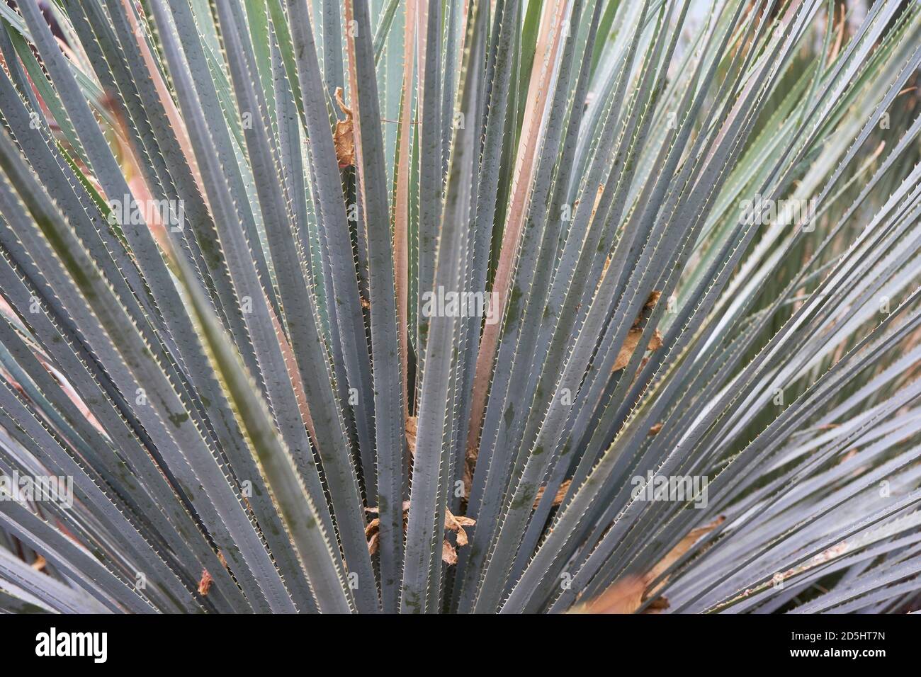 Close up of Dasylirion plant. Stock Photo