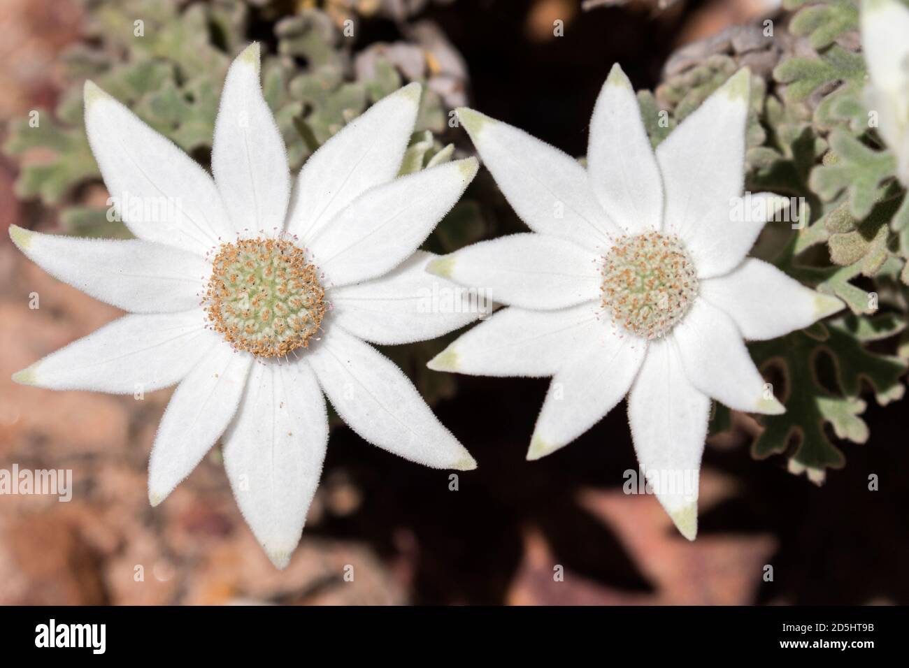 Flannel flower hires stock photography and images Alamy
