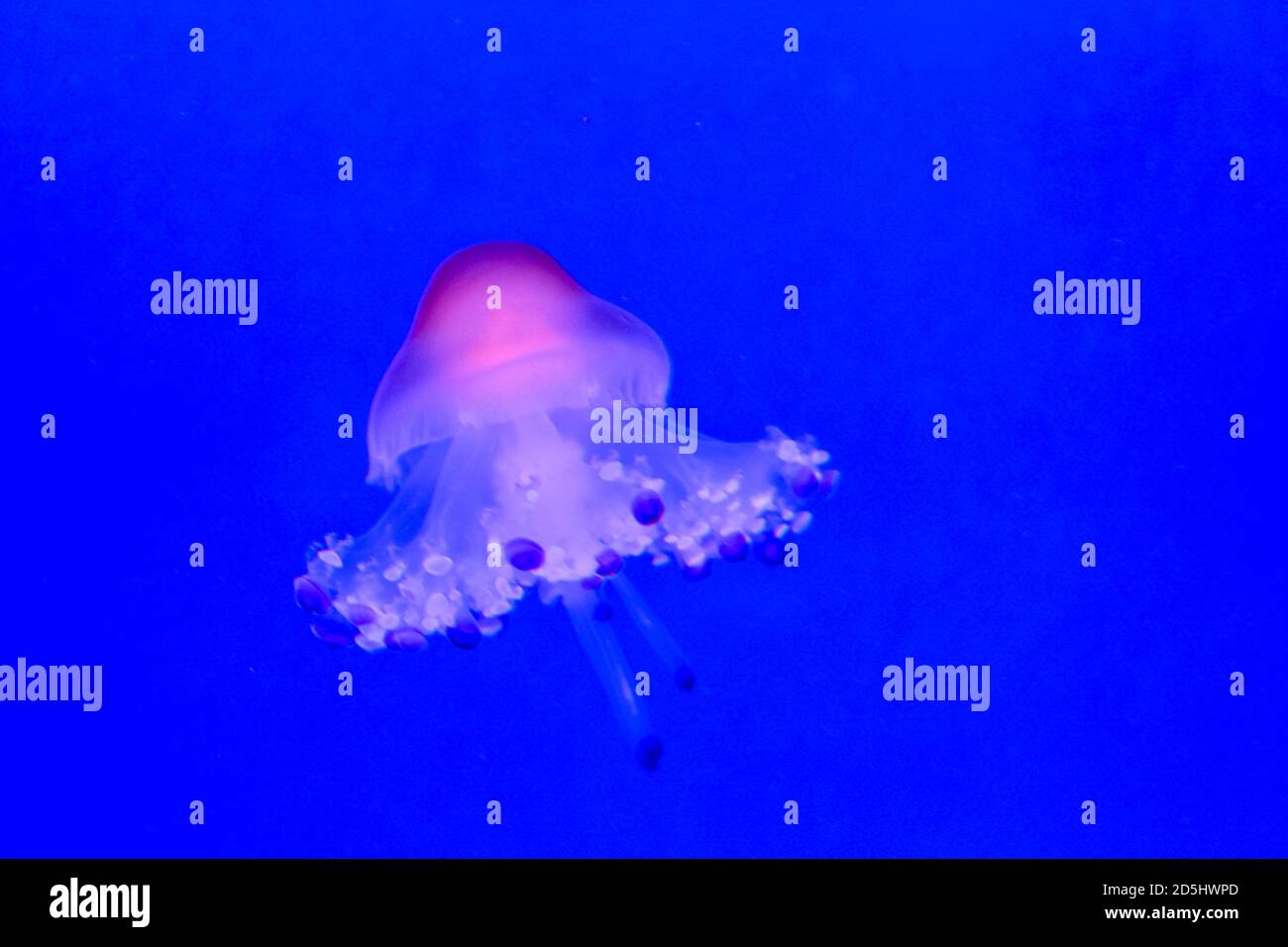 Jellyfish Dangerous Poisonous Medusa Stock Photo Alamy