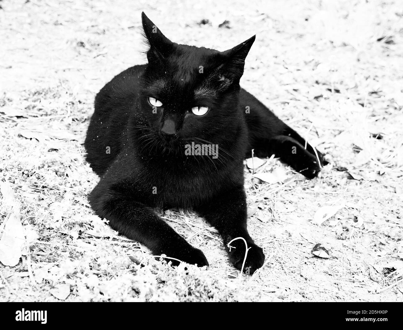Very black cat outdoors, glossy coat of fur. Black and white Stock