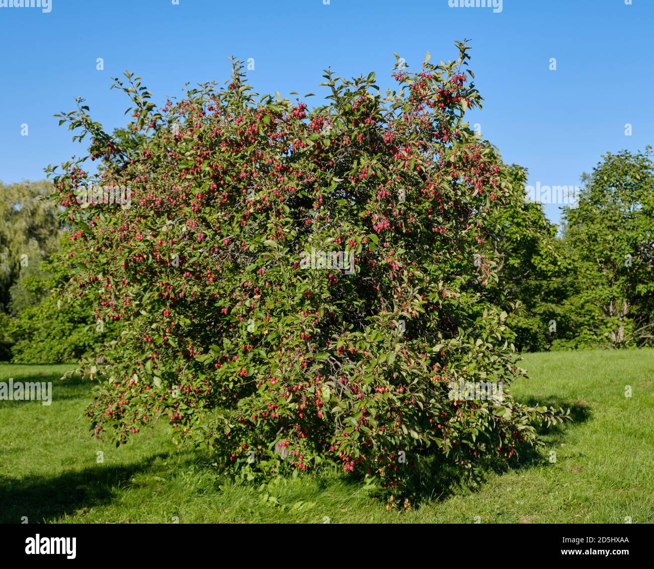 Gallaway Crab apple tree (Malus Callaway) full of red fruit in late summer Stock Photo
