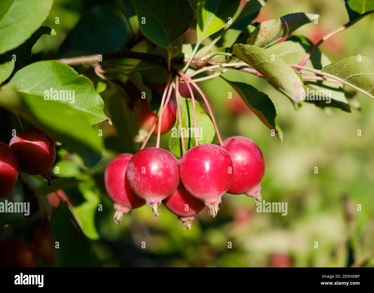 Close up of the fruit of a Gallaway Crab apple tree (Malus Callaway) in late summer Stock Photo