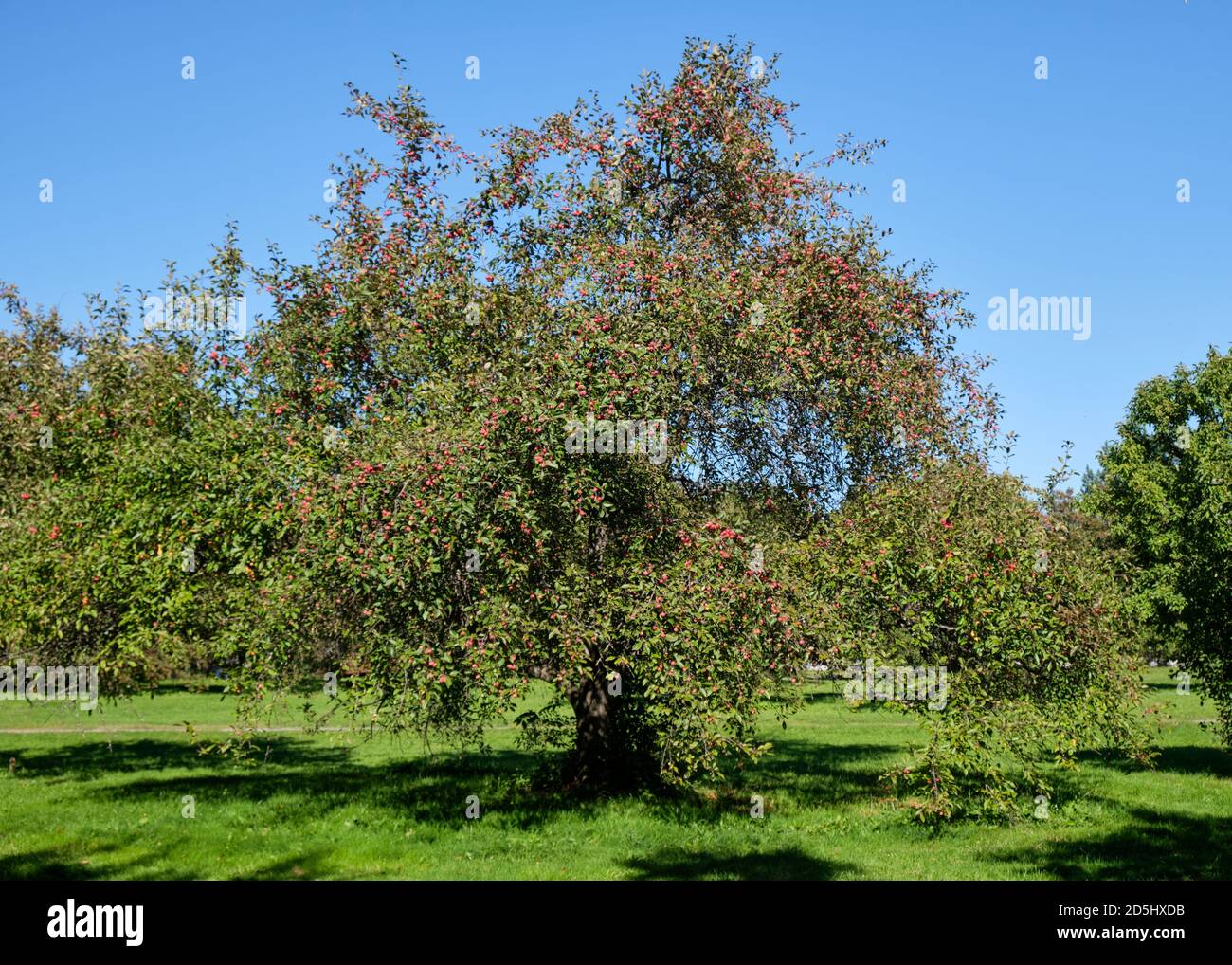 Crab apple tree (Malus Hyb 2) full of red fruit in late summer in Dominium Arboretum in Ottawa Stock Photo