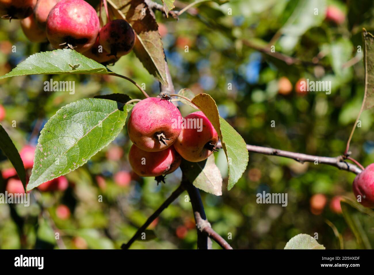 Fruit of Crab apple tree (Malus Hyb 2) full of red fruit in late summer
