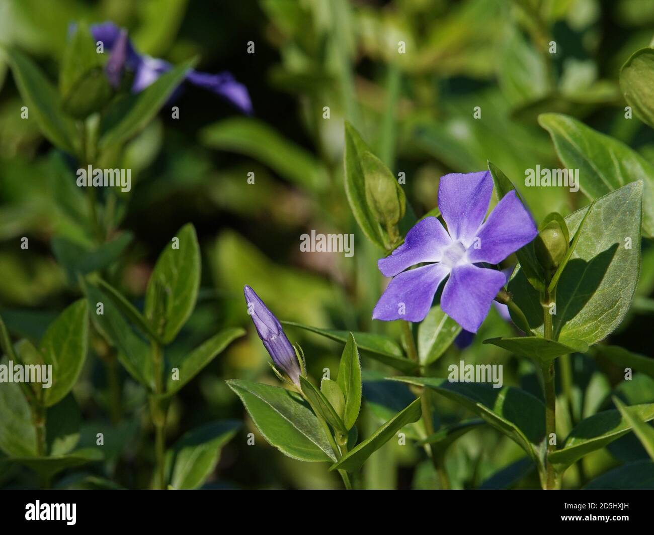 Pretty purple periwinkle flower with copy space. Stock Photo