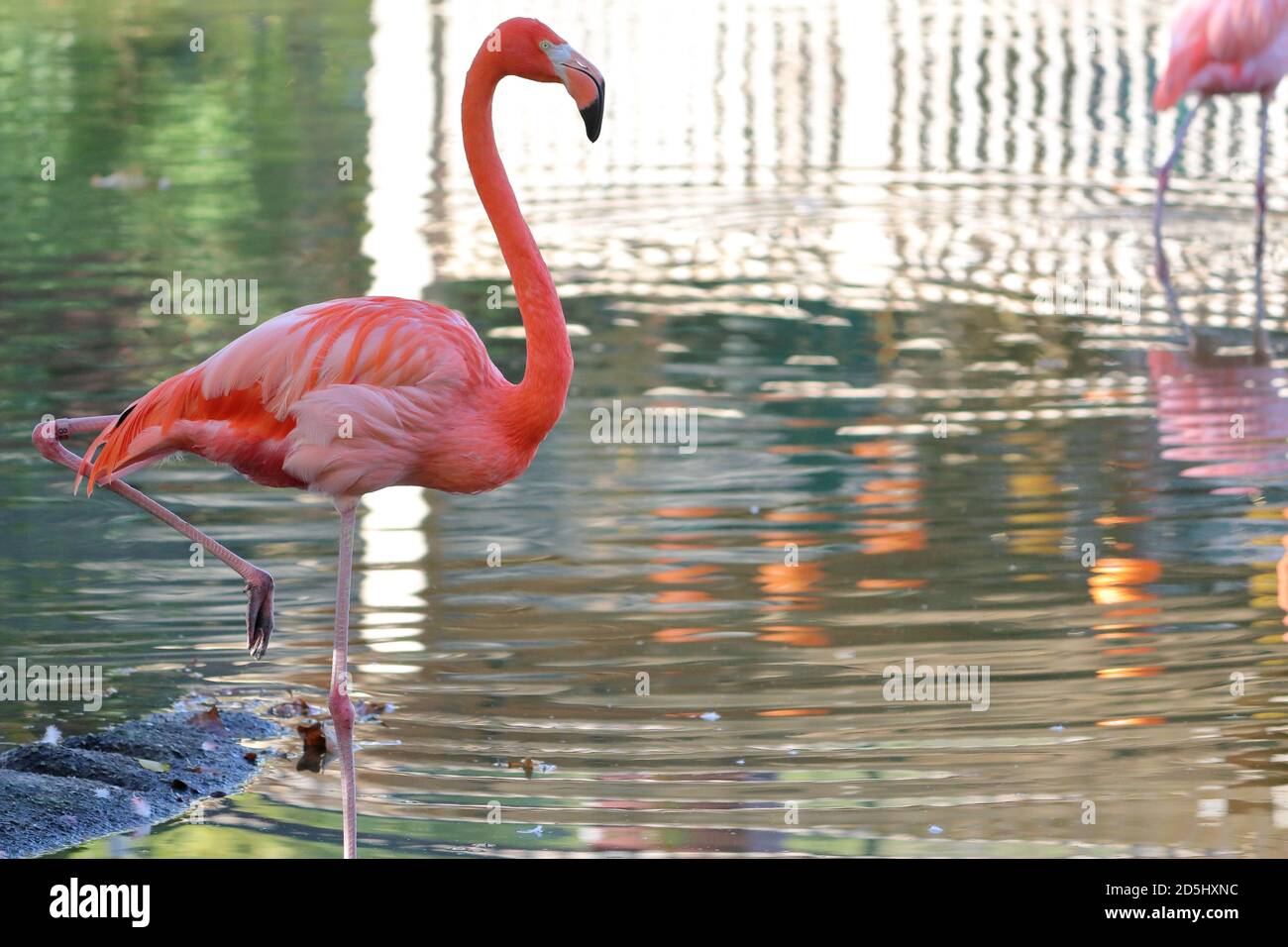 Portrait of a Flamingo Stock Photo