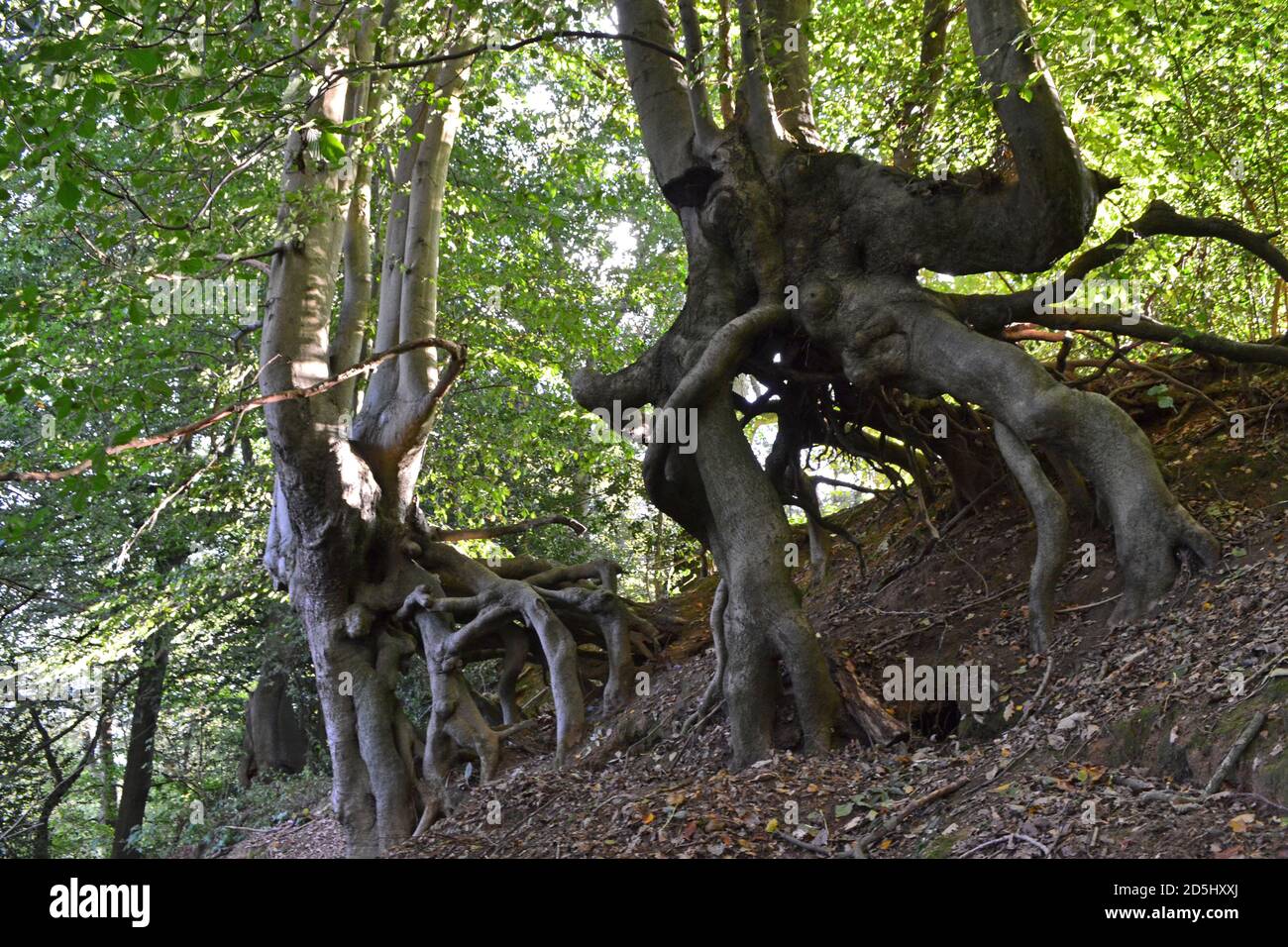 Incredible beech trees growing out of sandstone hillside, Greensand Ridge, Sevenoaks. Bizarre trees look alive - like Lord of the Rings' Ents Stock Photo