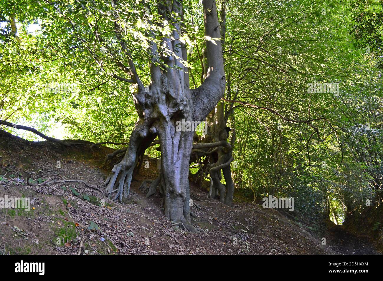 Incredible beech trees growing out of sandstone hillside, Greensand Ridge, Sevenoaks. Bizarre trees look alive - like Lord of the Rings' Ents Stock Photo