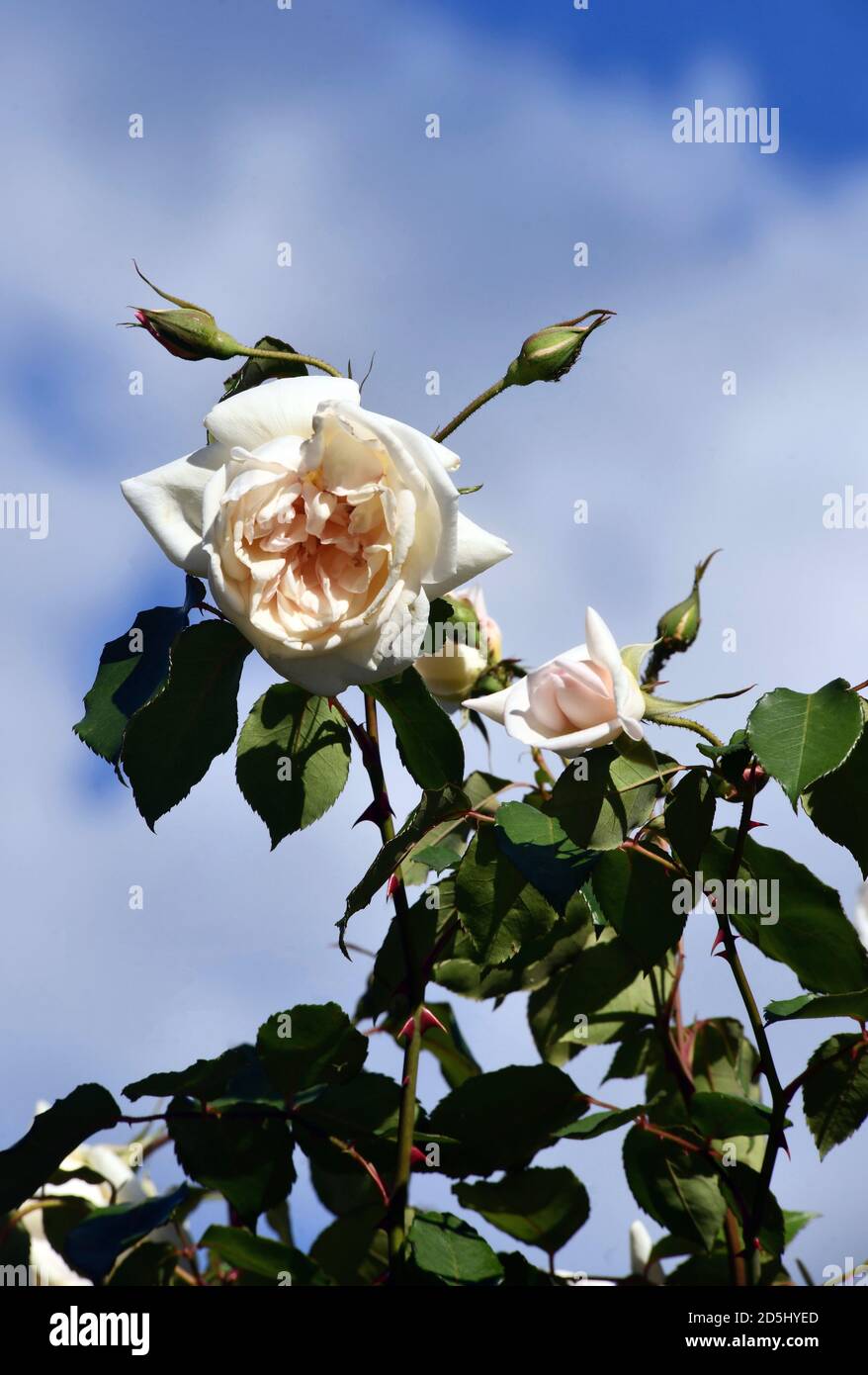 A white climbing rose Stock Photo