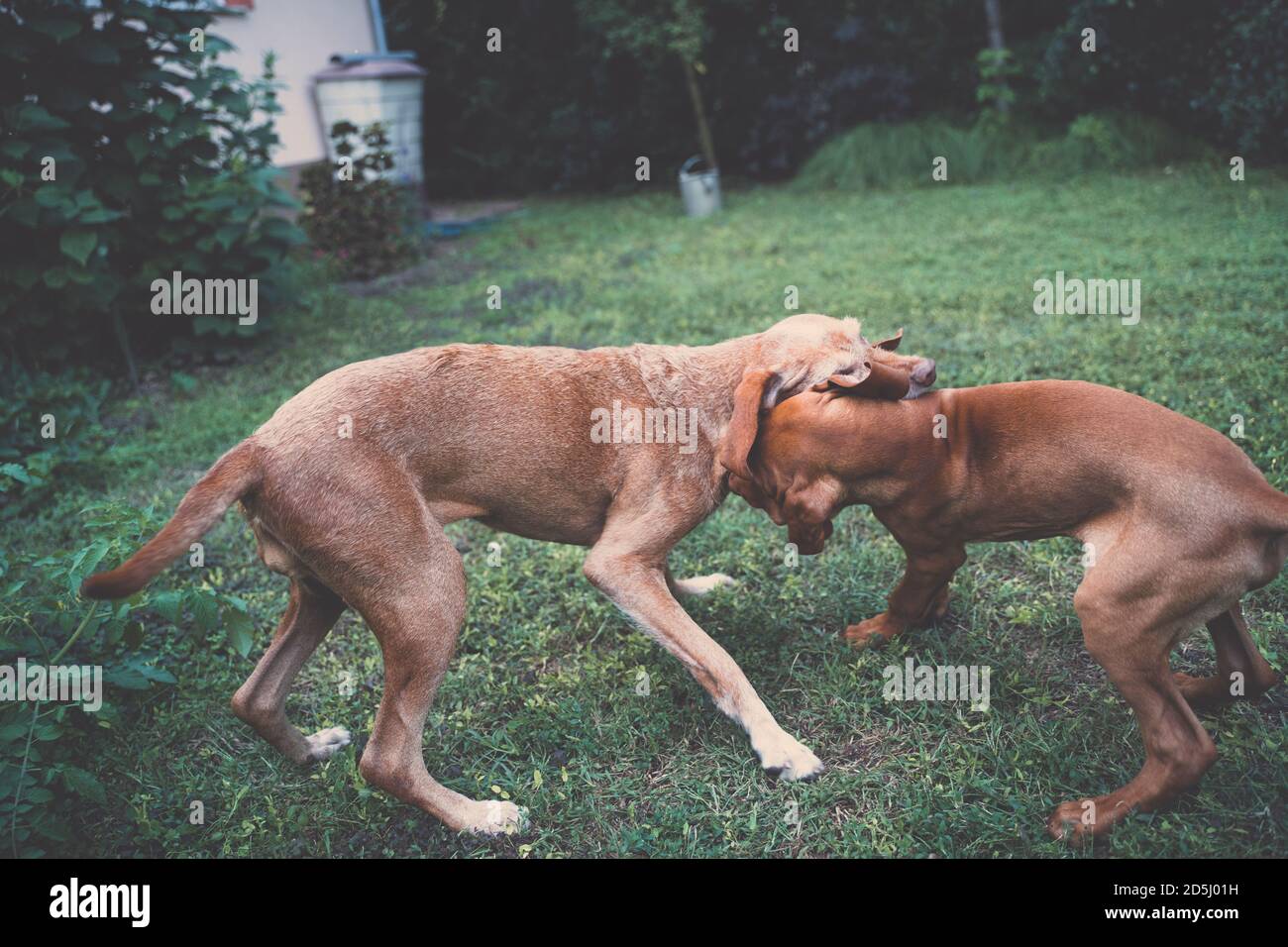 Two Hungarian Vizsla dog playing or fighting in the garden. A young and an old dog. Stock Photo