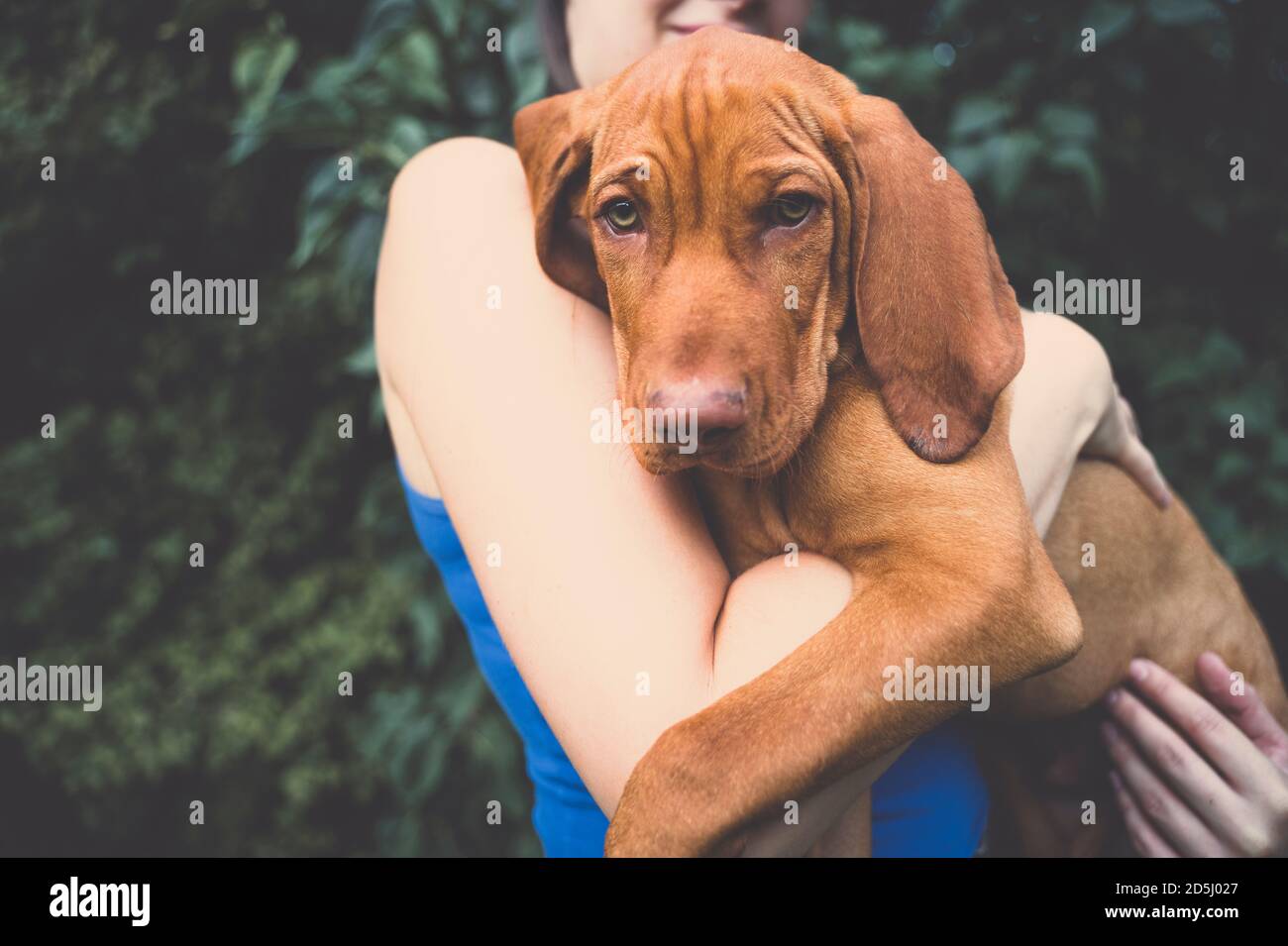 A young hungarian Vizsla puppy in a girls hands. A girl holding a little brown dog in her hands. Stock Photo