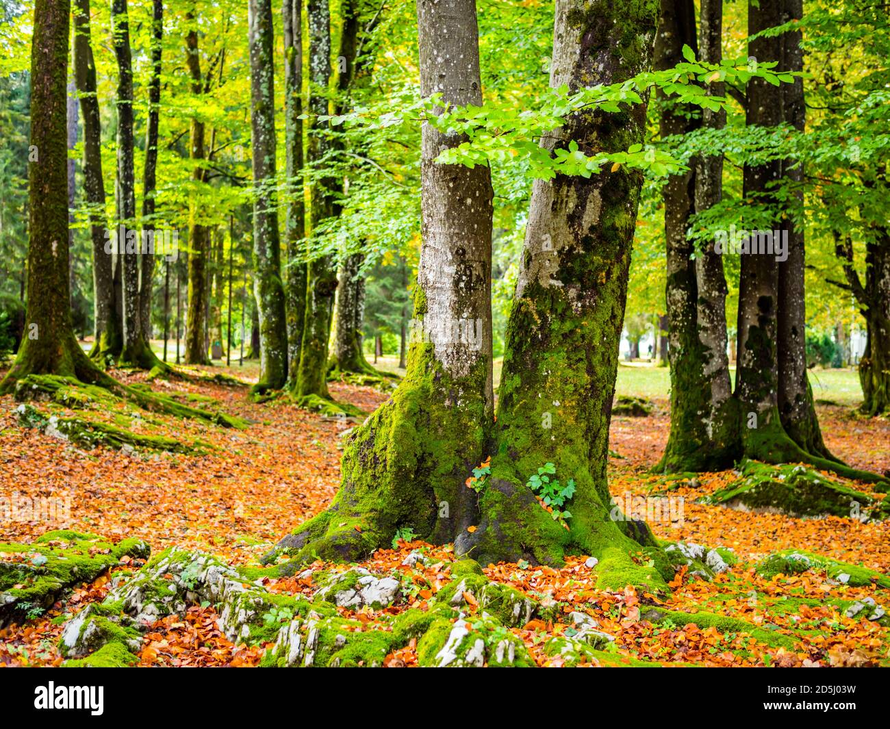Early Fall Autumn season in woodland foresty park in Delnice in Croatia Europe fallen leaves already on ground Stock Photo