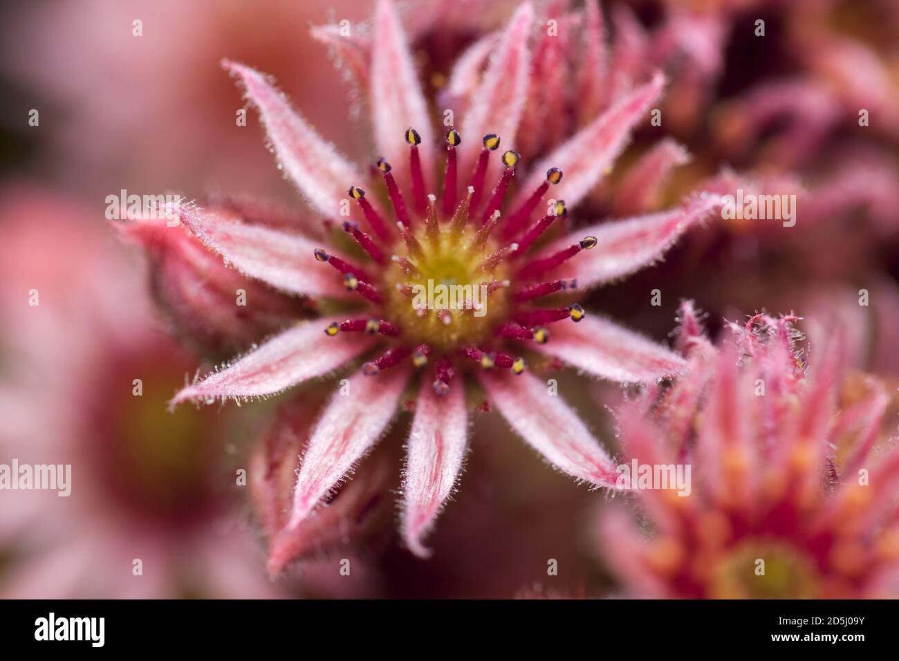 A Sempervivum ,also known as Houseleeks and Hens & Chicks  flower. Stock Photo