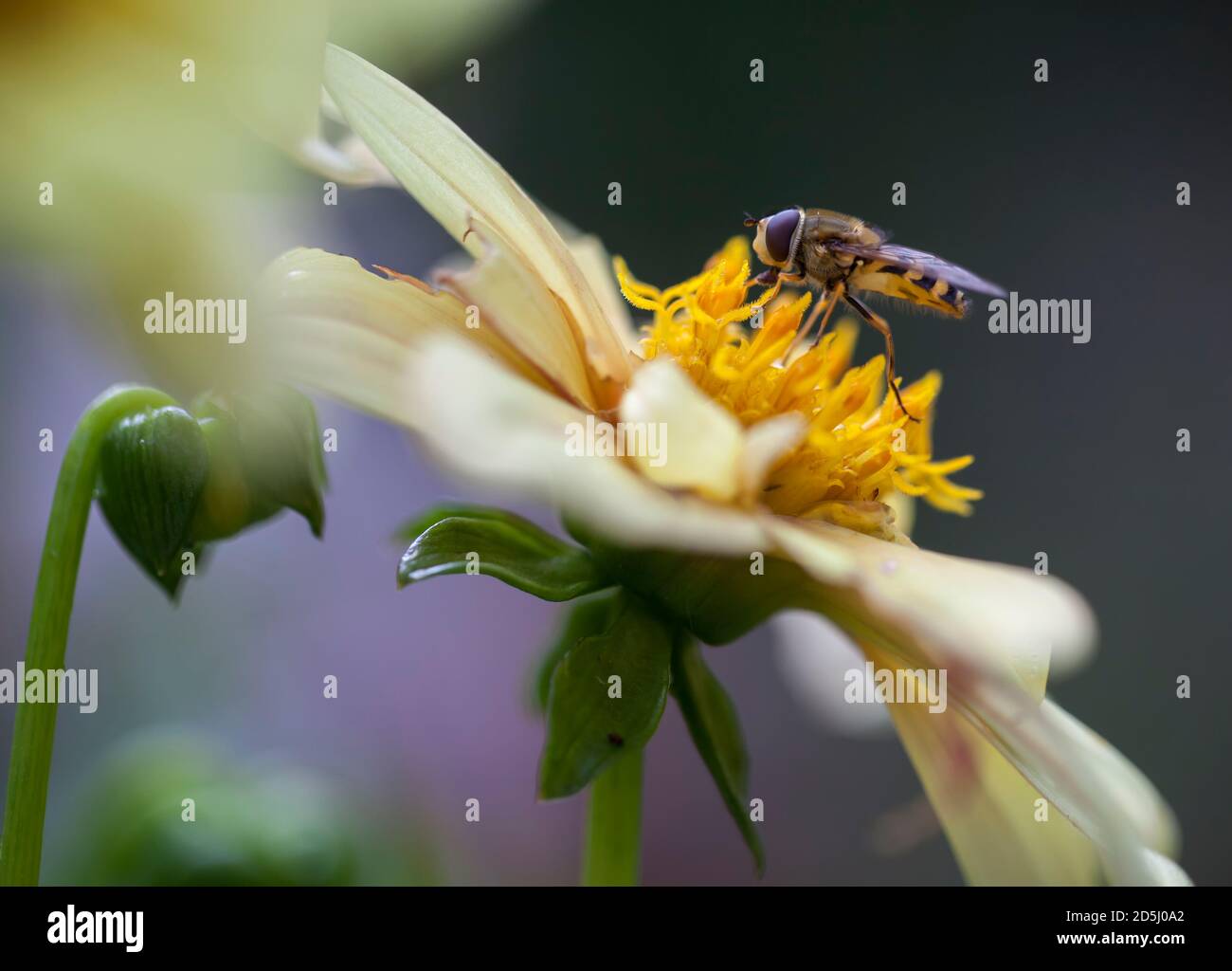 Marmalade Hoverfly feeding on nectar and pollen from a yellow Dahlia flower. Stock Photo