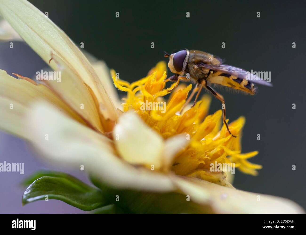 Marmalade Hoverfly feeding on nectar and pollen from a yellow Dahlia flower. Stock Photo