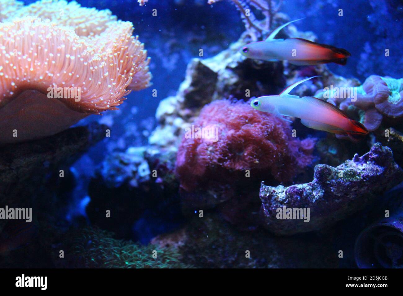 Red fire goby fish - Nemateleotris magnifica Stock Photo - Alamy