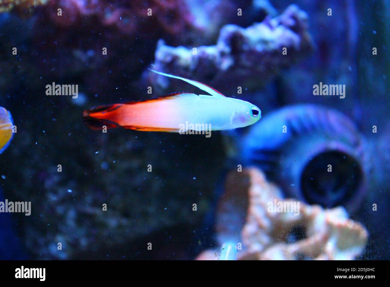 Red fire goby fish - Nemateleotris magnifica Stock Photo