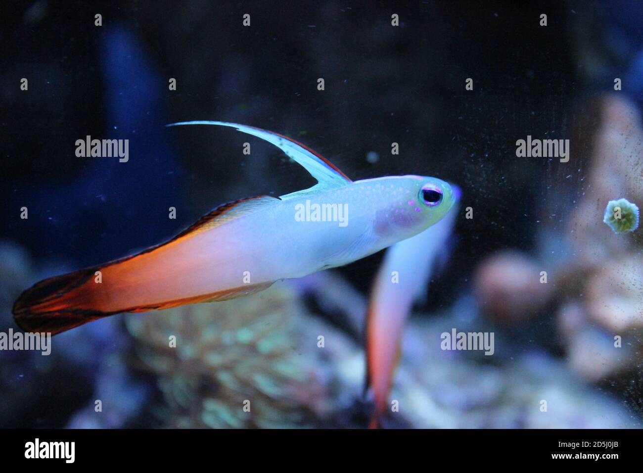 Red fire goby fish - Nemateleotris magnifica Stock Photo