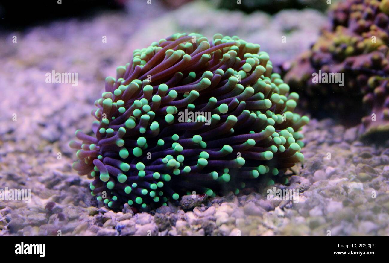 Colorful scene in aquarium with Euphyllia LPS colorful coral Stock Photo