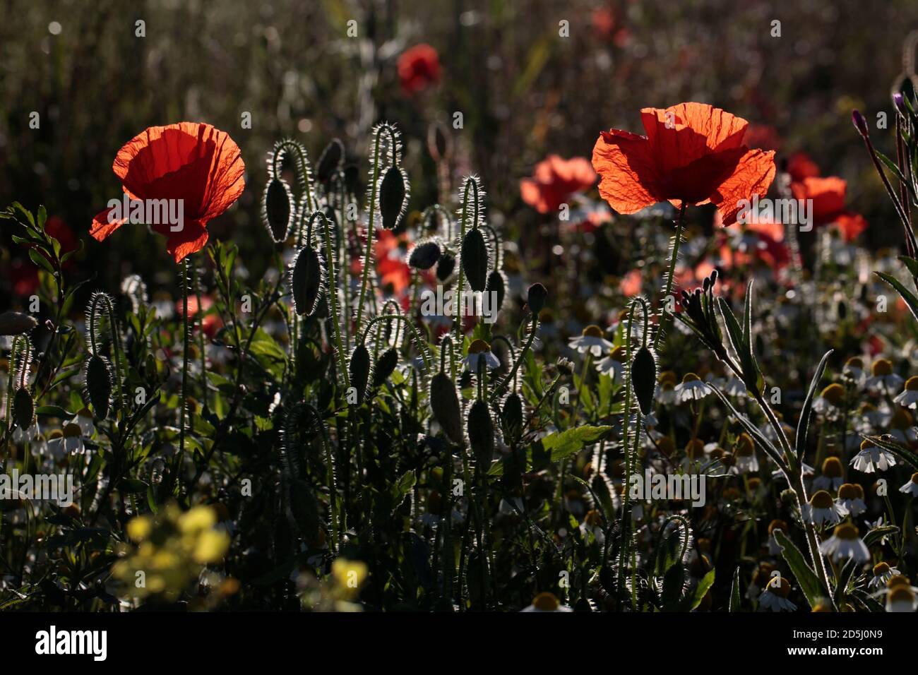 Red Poppies  (Papaver rhoeas) in a wildflower meadow Stock Photo