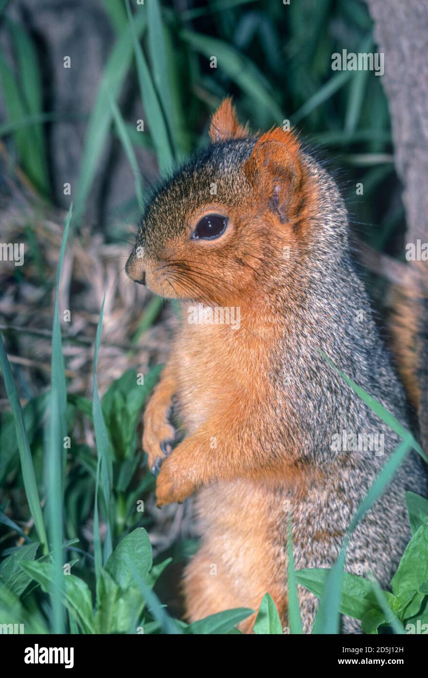 Eastern Fox Squirrel (Sciurus niger) in grassy forest floor, Bear Creek Greenbelt, Lakewood Colorado USA. From original kodachrome transparency. Stock Photo